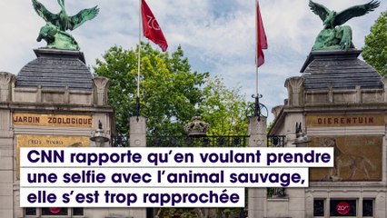 Une femme tente de prendre un selfie avec un jaguar et se fait attaquer