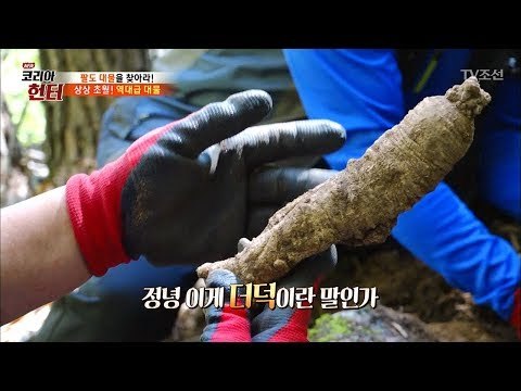상상 초월! 역대급 더덕 발견! 그것도 1+1? [뉴 코리아 헌터] 75회 20171106
