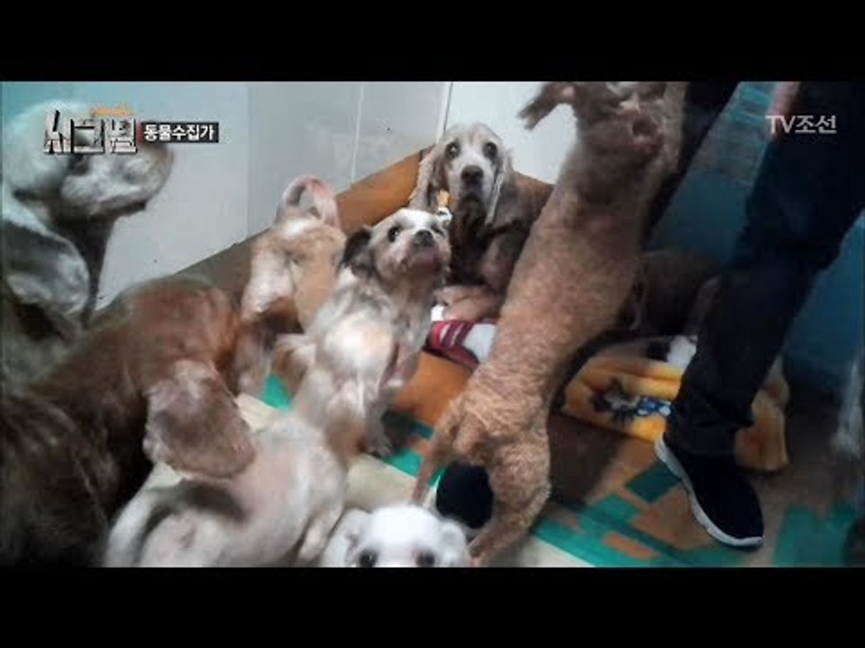 충격의 동물수집가, 집안 가득한 강아지와 고양이 [시그널] 2회 20171110