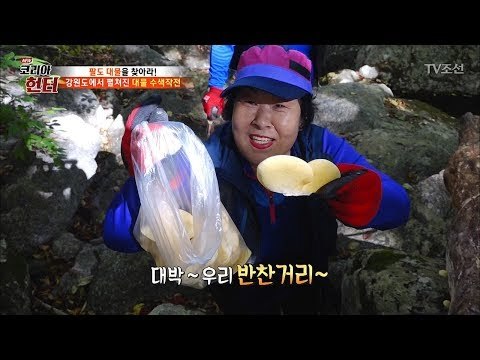 계곡 옆에 죽은 나무! 그곳에 오늘의 반찬이 있다?! [뉴 코리아 헌터] 75회 20171106