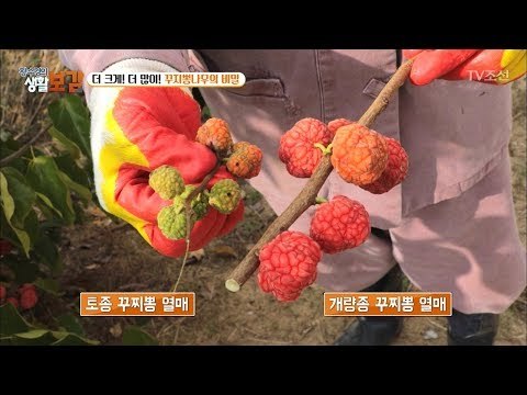 거대 꾸지뽕! 과연 그 비밀은? [황수경의 생활보감] 32회 20171111