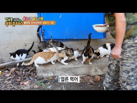 산속 동물농장! 고양이가 대체 몇 마리야?! [정보통 광화문 640] 80회 20171109