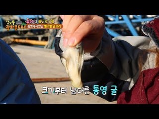 신선 그 자체! 갓 채집한 통영 굴! [정보통 광화문 640] 85회 20171123