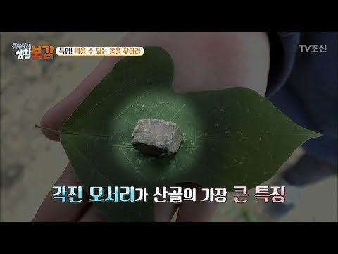 먹을 수 있는 돌이 있다?! ‘산골’ 구별법! [황수경의 생활보감] 32회 20171111