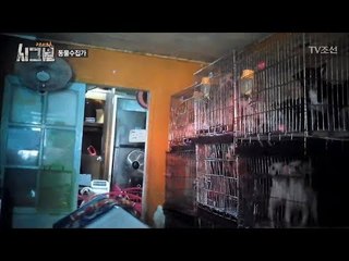 끔찍한 동물 학대 현장, 수십 마리 강아지가... [시그널] 2회 20171110