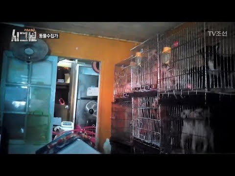 끔찍한 동물 학대 현장, 수십 마리 강아지가... [시그널] 2회 20171110