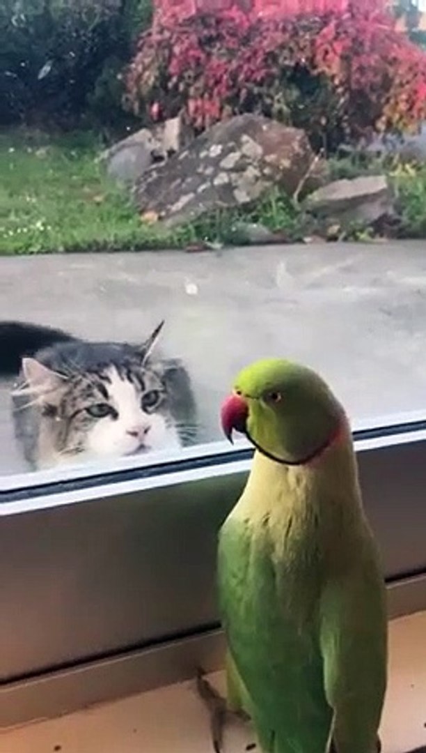 Ce Perroquet Joue A Coucou Cache Avec Un Chat Par La Fenetre Video Dailymotion