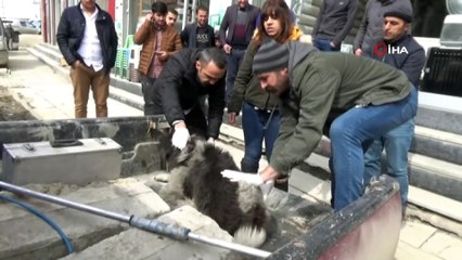 Yaralı köpek tedavi altına alındı
