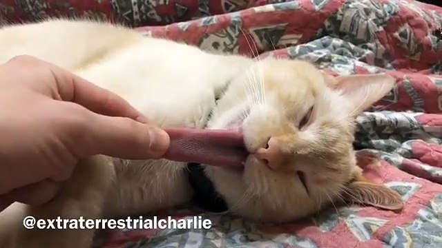 Ce chat tire la langue en dormant !