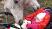 Ce bébé caresse un cheval avec ses toutes petites mains !