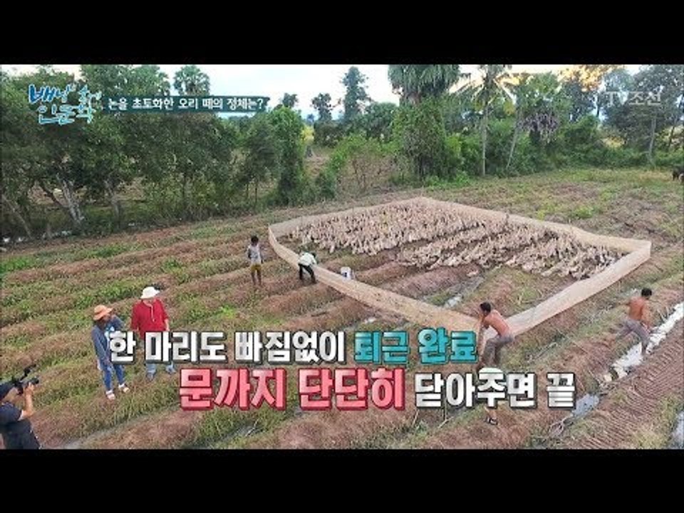 줄지어 집으로 향하는 오리들! 전국 각지의 오리가 한 곳에? [배낭 속에 인문학] 2...
