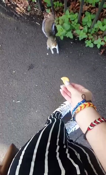 Squirrel Snags a Snack