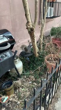 Squirrel Carries Around Huge Slice of Pizza