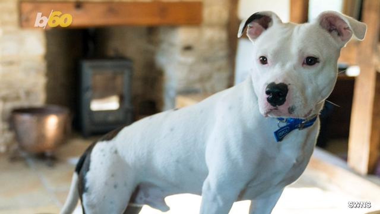 Abandoned 'Snoop' Doggy Gets New Home (and a Shout-Out from the Real Snoop!)