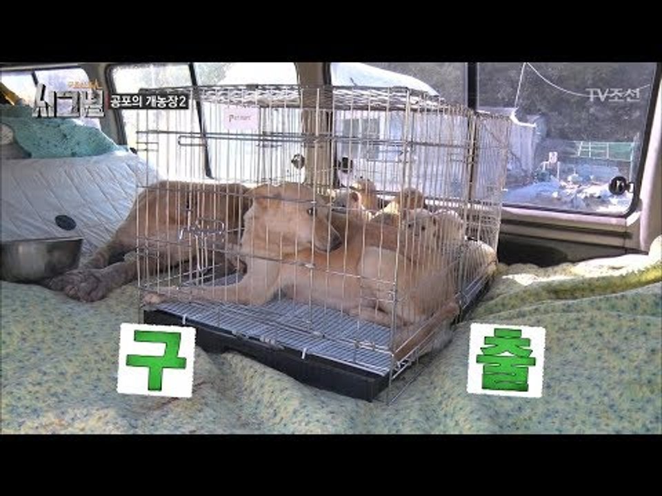 공포의 개농장에서 강아지를 구출하다! [시그널] 4회 20171124