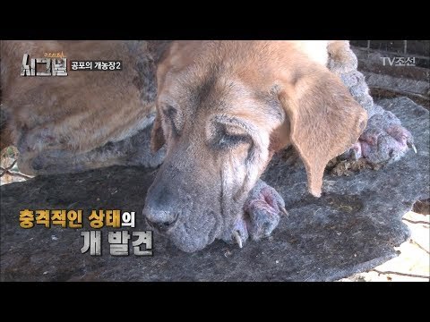 영양 상태가 좋지 못한 충격적인 개의 모습 [시그널] 4회 20171124