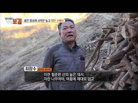 좋은 숯의 시작, 좋은 참나무 벌목! [황수경의 생활보감] 34회 20171125