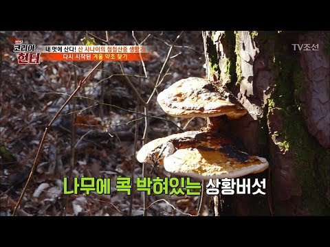 표창처럼 박혀있는 귀한 약초 ‘상황버섯’ [뉴 코리아 헌터] 81회 20171218