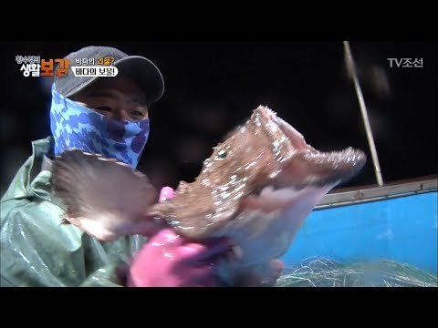 아귀 최대 어장, 부산 앞바다에서 만나는 아귀! [황수경의 생활보감] 35회 20171202