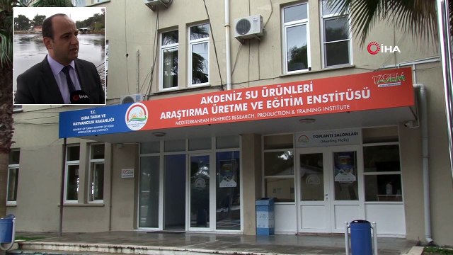 Türkiye'de İlk Kez Yılan Balığından Yapay Yolla Yavru Alındı