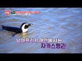 펭귄이 살고 있는 남아공의 해변! [사랑은 아무나 하나] 13회 20171202