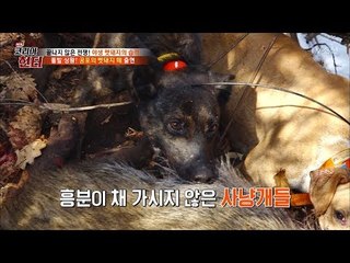 갑자기 나타난 멧돼지에 흥분한 사냥개들! [뉴 코리아 헌터] 80회 20171211
