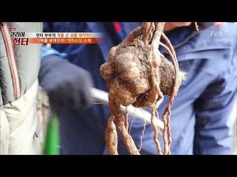 역대급! 이것이 바로 대물 ‘하수오‘다! [뉴 코리아 헌터] 83회 20180101