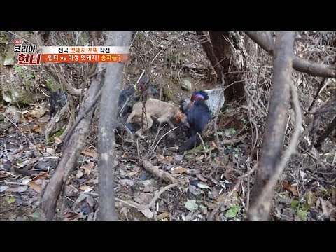 추적 끝에 만난 거대한 멧돼지! [뉴 코리아 헌터] 79회 20171204
