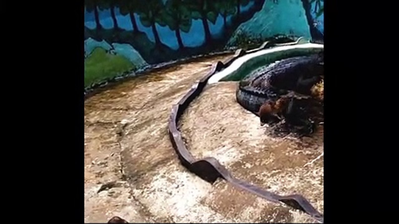 Otter Funny