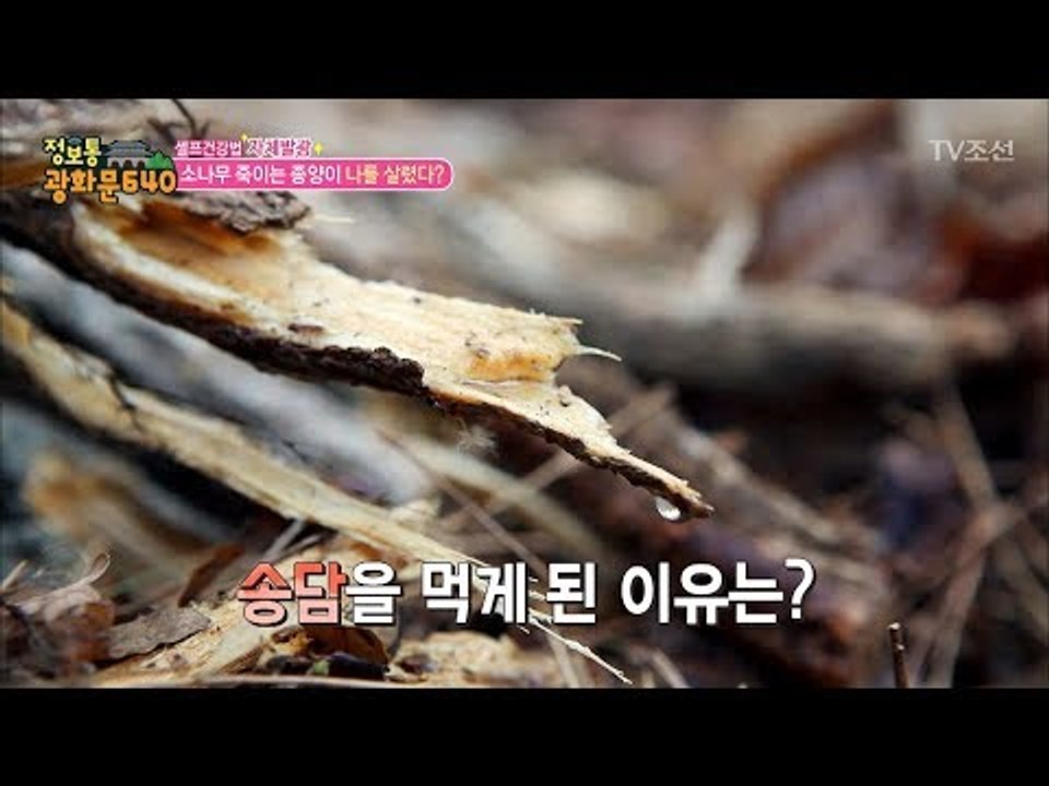 소나무를 죽이는 ‘송담’, 관절 건강에 좋다! [정보통 광화문 640] 93회 201...