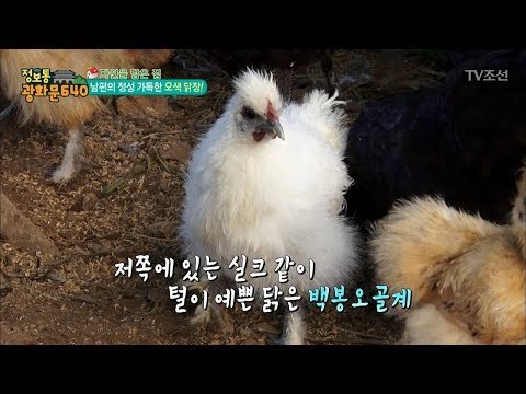 유별난 ‘새사랑’ 남편의 정성 가득한 오색 닭장! [정보통 광화문 640] 90회 20171206
