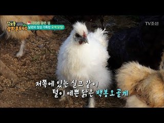 유별난 ‘새사랑’ 남편의 정성 가득한 오색 닭장! [정보통 광화문 640] 90회 20171206