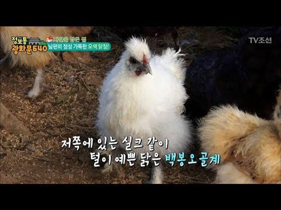 유별난 ‘새사랑’ 남편의 정성 가득한 오색 닭장! [정보통 광화문 640] 90회 2...
