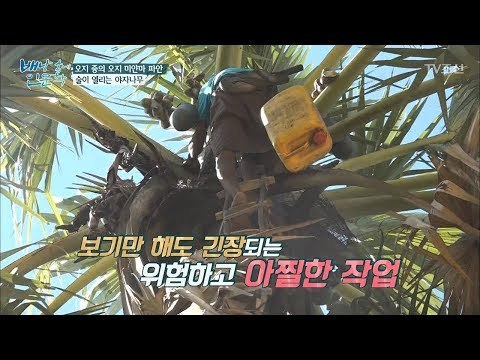 20m 위 나무에서 전통주를 만들 즙을 구한다?! [배낭 속에 인문학] 27회 201712017