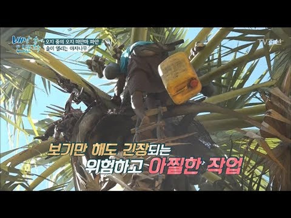 20m 위 나무에서 전통주를 만들 즙을 구한다?! [배낭 속에 인문학] 27회 201...