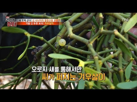 새의 변으로 탄생한 보석! ‘겨우살이’의 맛은? [뉴 코리아 헌터] 81회 20171218