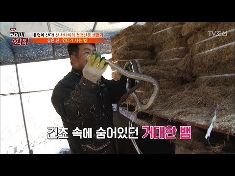 실제상황! 건초에 뱀이 숨어있었다!! [뉴 코리아 헌터] 81회 20171218