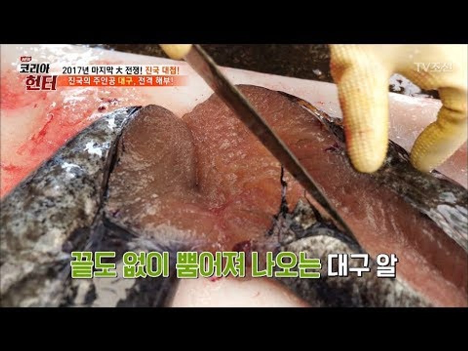 빵빵한 대구 배를 갈랐더니 쏟아져 나온 ‘이것’들! [뉴 코리아 헌터] 82회 201...