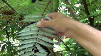 New Zealand  2019 31-38  Fennery, Greenhouse,  North Head Historic Reserve, Auckland 2-, Dec-Jan 19.