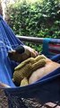 Peaceful Pooch Slumbers in Hammock