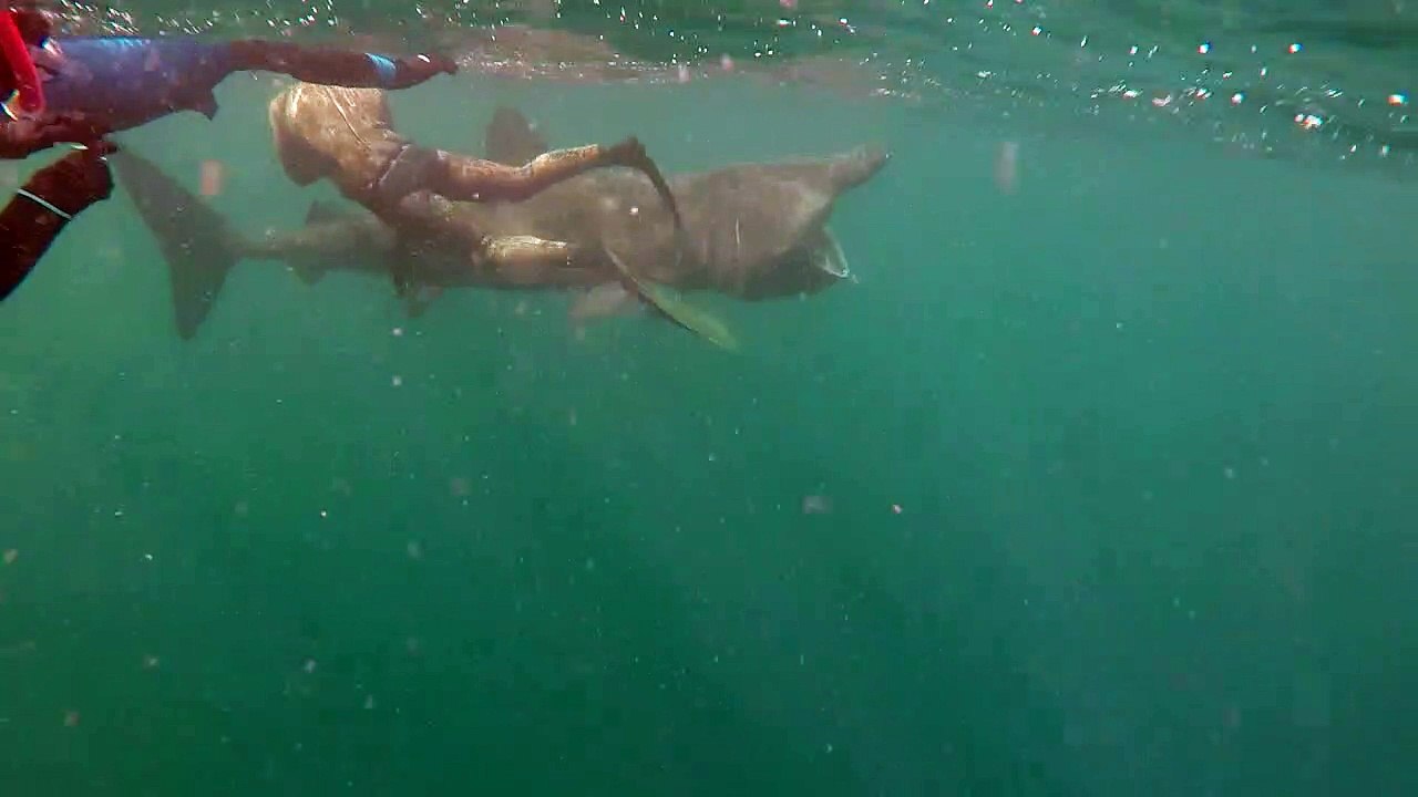 Up Close and Personal with a Basking Shark