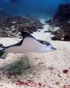 Eagle Ray Glides Across Ocean Floor