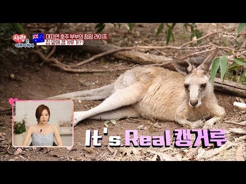 이곳은 호주... 집 앞에 캥거루가?? [사랑은 아무나 하나] 18회 20180108