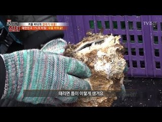 이건 그냥 돌인데..? 속에 바다의 보물이?! [뉴 코리아 헌터] 84회 20180108