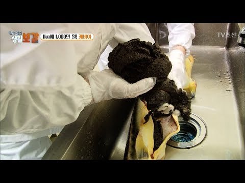 배 속에서 엄청난 캐비아들이 꺼내지는 철갑상어 [황수경의 생활보감] 41회 20180113