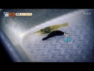 숨은 토하 찾기! 토하를 하나씩 찾는 이유는? [황수경의 생활보감] 41회 20180113
