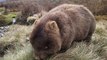 Quoi de plus mignon que ce gros animal : un wombat