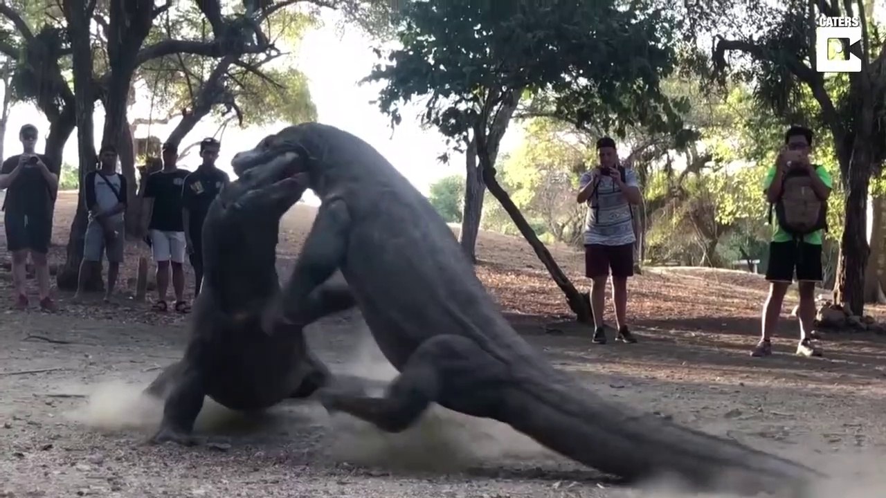 Combat de dragons de Komodo : impressionnant