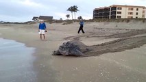 Ces touristes croisent la route d'une énorme tortue qui traverse la plage pour retourner à la mer