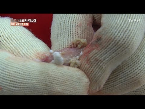 [약혐] 고름 돼지의 살을 잘라보니...충격! [CSI 소비자 탐사대 10회] 20180204